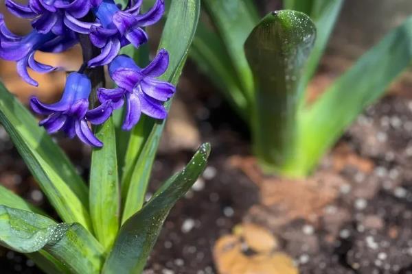 风信子有什么特点，花茎为肉质、花朵为总状花序