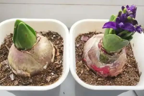 风信子有什么特点，花茎为肉质、花朵为总状花序