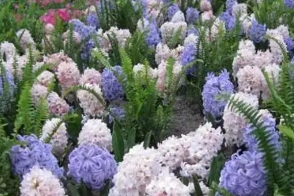 风信子有什么特点，花茎为肉质、花朵为总状花序