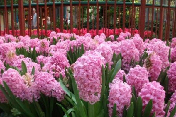 风信子有什么特点，花茎为肉质、花朵为总状花序