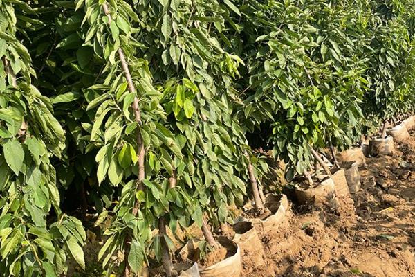美早大樱桃苗的选购方法，从品种的适应性等方面做选择