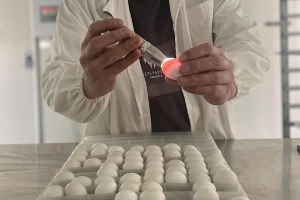 让肉鸽高产的方法，主喂高能量、高热量的精饲料