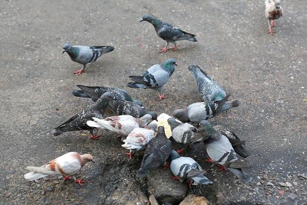 让肉鸽高产的方法，主喂高能量、高热量的精饲料