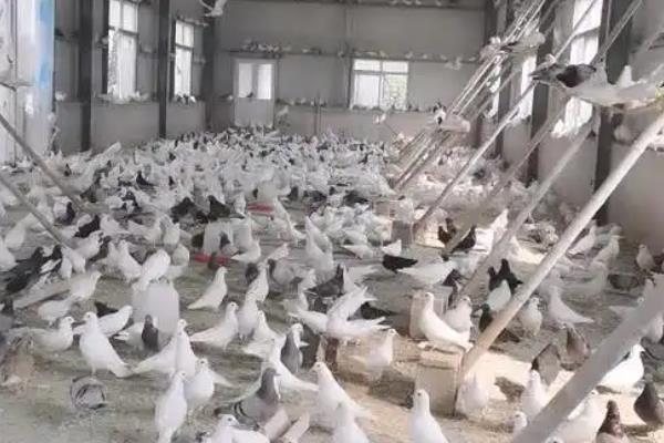 让肉鸽高产的方法，主喂高能量、高热量的精饲料