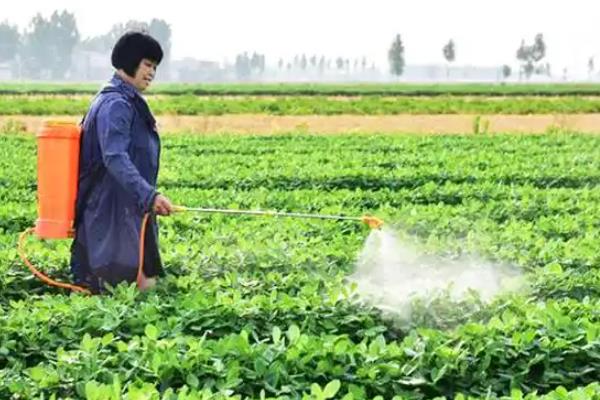 丁酰肼和多效唑有什么区别,理化性质、作用、使用对象不同