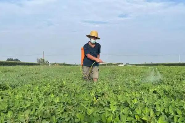 丁酰肼和多效唑有什么区别,理化性质、作用、使用对象不同