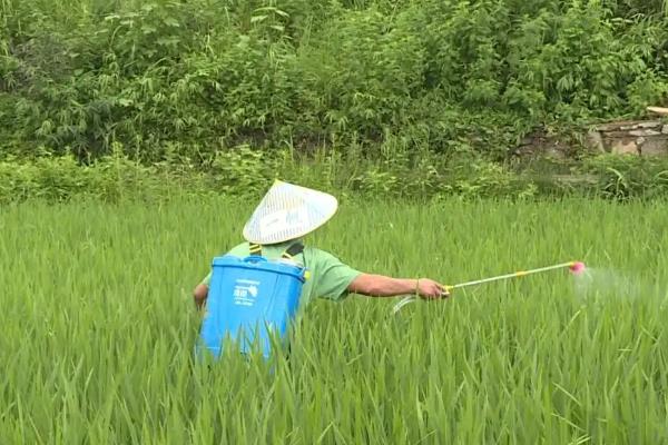 丁酰肼和多效唑有什么区别,理化性质、作用、使用对象不同