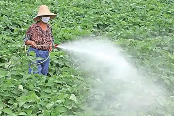 丁酰肼和多效唑有什么区别,理化性质、作用、使用对象不同