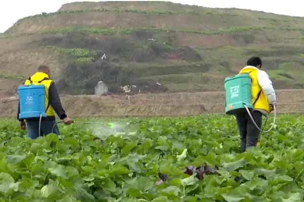 丁酰肼和多效唑有什么区别,理化性质、作用、使用对象不同