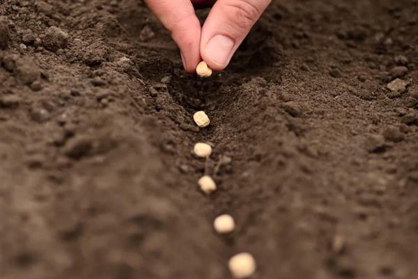 桃核的种植方法，洗净晾干后再播入土壤