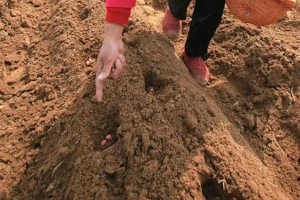 桃核的种植方法，洗净晾干后再播入土壤