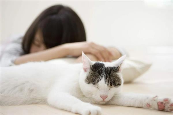 猫和人一起睡有什么危害，容易引起细菌感染和真菌感染等