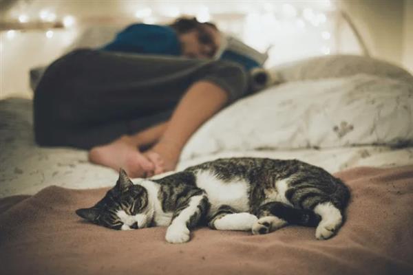 猫和人一起睡有什么危害，容易引起细菌感染和真菌感染等