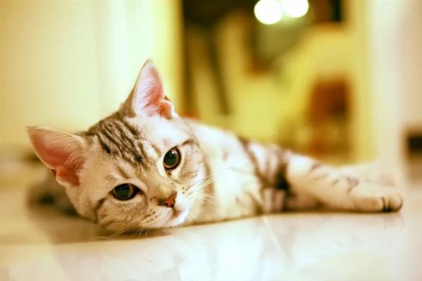 猫和人一起睡有什么危害，容易引起细菌感染和真菌感染等