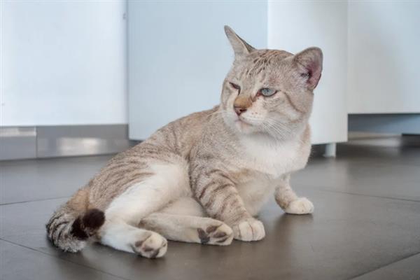 猫和人一起睡有什么危害，容易引起细菌感染和真菌感染等