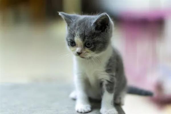 猫和人一起睡有什么危害，容易引起细菌感染和真菌感染等