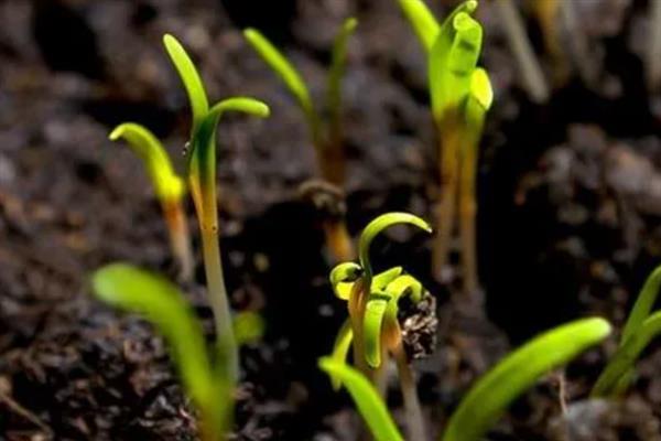 桃核的种植方法，洗净晾干后再播入土壤