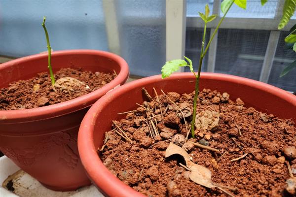 桃核的种植方法，洗净晾干后再播入土壤