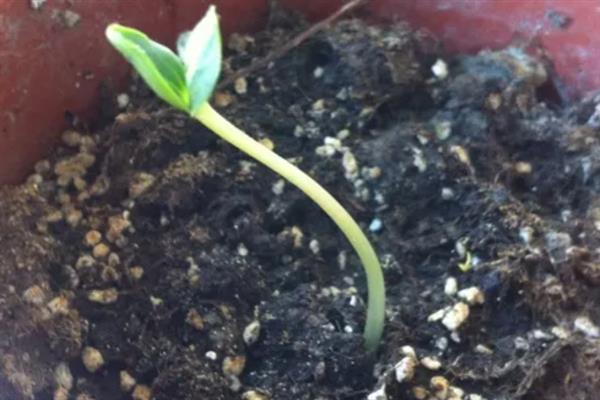 桃核的种植方法，洗净晾干后再播入土壤