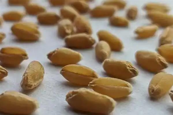 桃核的种植方法，洗净晾干后再播入土壤