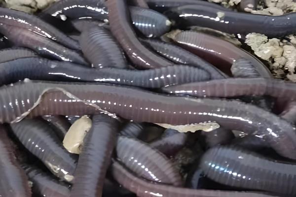 用哪种鱼竿钓黑鱼，选择7-8米的传统长竿较合适