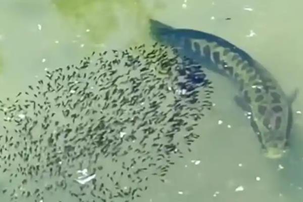 用哪种鱼竿钓黑鱼，选择7-8米的传统长竿较合适