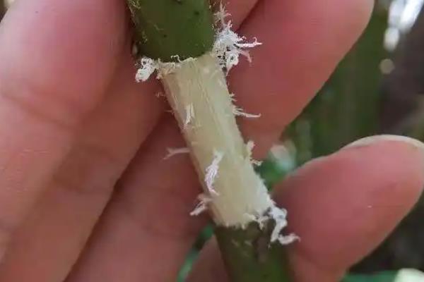 茶花如何繁殖，可叶插也可靠接