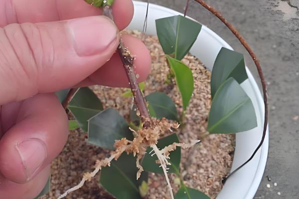 茶花如何繁殖，可叶插也可靠接