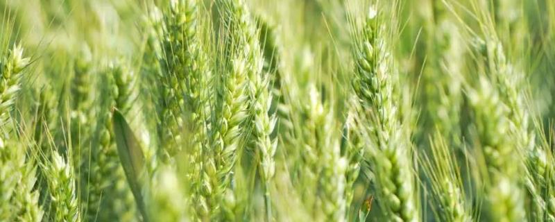 小麦播种后过多久才能压地，经过1-2天地表出现旱意时即可镇压