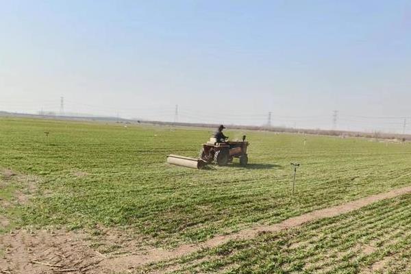 小麦播种后过多久才能压地，经过1-2天地表出现旱意时即可镇压