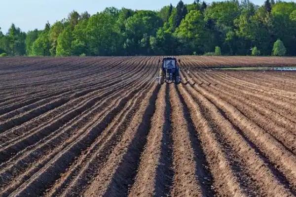 小麦播种后过多久才能压地，经过1-2天地表出现旱意时即可镇压