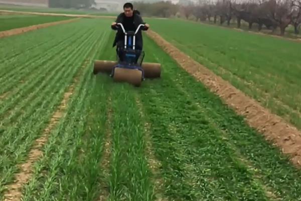 小麦播种后过多久才能压地，经过1-2天地表出现旱意时即可镇压