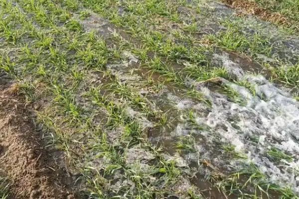 小麦播种后过多久才能压地，经过1-2天地表出现旱意时即可镇压