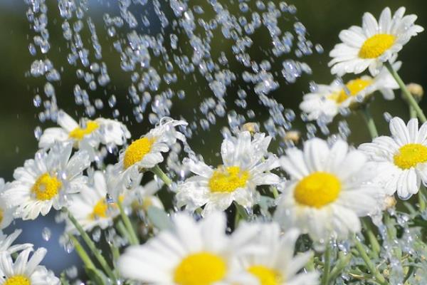 如何养殖小雏菊，春秋季节每周浇一次水