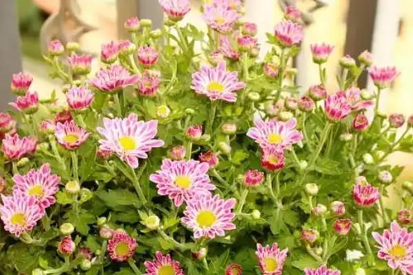 如何养殖小雏菊，春秋季节每周浇一次水
