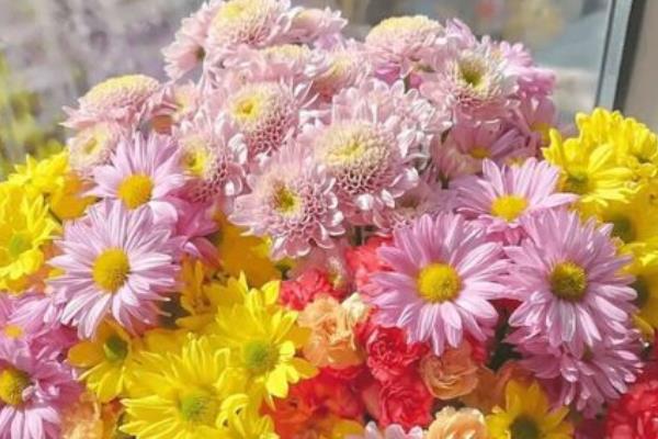 如何养殖小雏菊，春秋季节每周浇一次水
