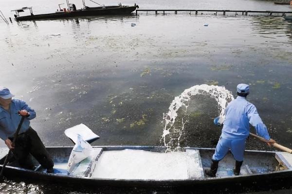 用什么肥料对鱼塘增肥,氮肥、磷肥、粪肥等肥料是适宜选择