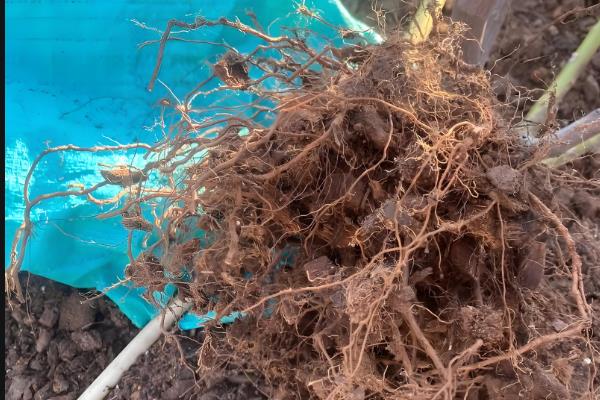 茉莉花水浇多了如何处理，立刻将植株从土壤中脱离出来