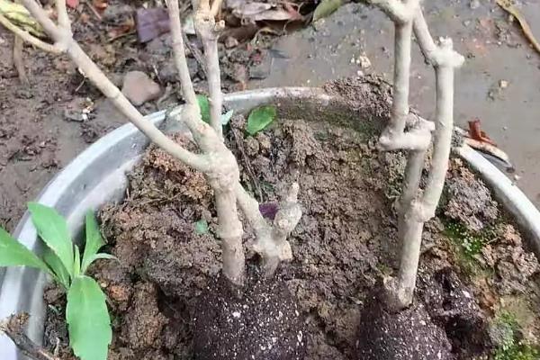 茉莉花水浇多了如何处理，立刻将植株从土壤中脱离出来