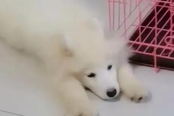 狗狗十岁了要不要打疫苗，免疫不全可能患上传染性疾病