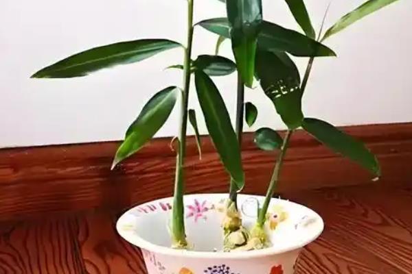 姜花开花后要如何处理，要控制好环境温度