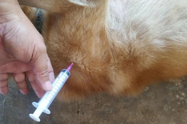 狗狗十岁了要不要打疫苗，免疫不全可能患上传染性疾病