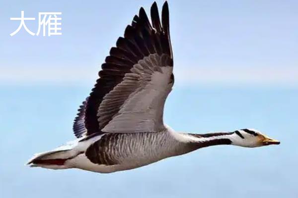 大雁和燕子的区别是什么，科属、体型均不同