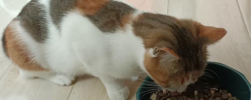 让猫咪的毛发更蓬松的方法，每天都要注意梳理和清洁