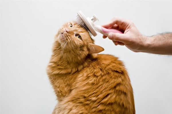 让猫咪的毛发更蓬松的方法，每天都要注意梳理和清洁