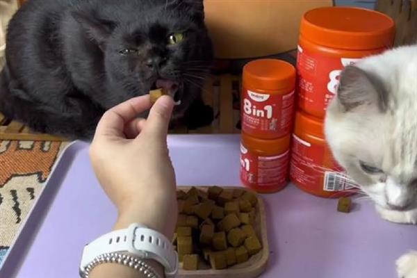 让猫咪的毛发更蓬松的方法，每天都要注意梳理和清洁