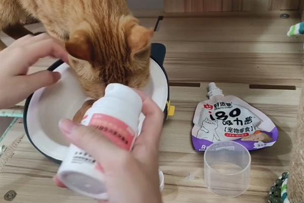 让猫咪的毛发更蓬松的方法，每天都要注意梳理和清洁