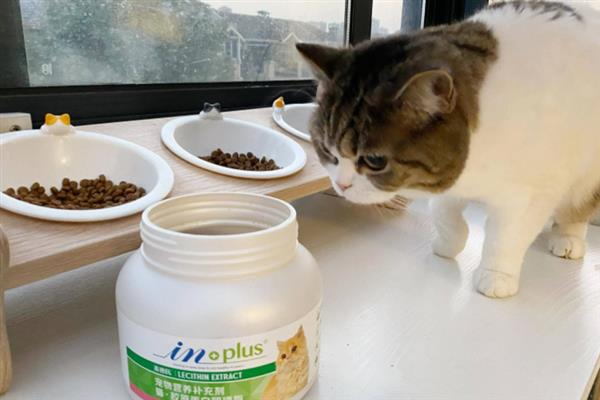 让猫咪的毛发更蓬松的方法，每天都要注意梳理和清洁