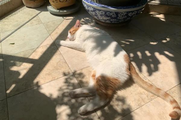 让猫咪的毛发更蓬松的方法，每天都要注意梳理和清洁