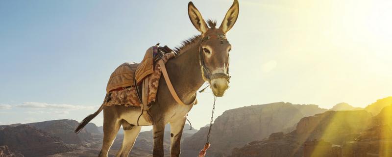 马和驴交配产下的后代是什么，二者配种会生出骡子